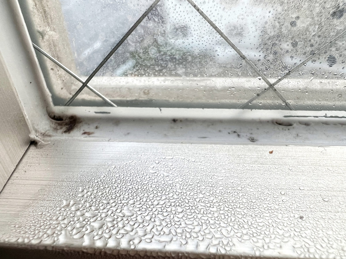 結露した窓に発生した黒カビ。